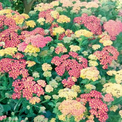 Yarrow 'Summer Pastels'