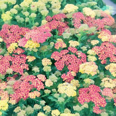 Candytuft 'Pink Pillow'