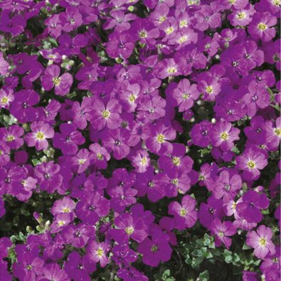 Aubrieta hybrid Cascade purple