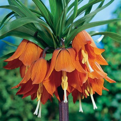 Kejsarkrona ‘Aurora’