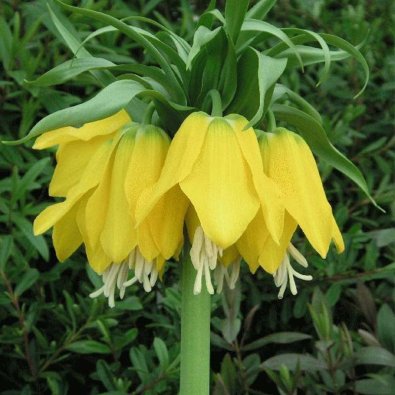 Kejsarkrona ’Lutea’