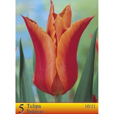 Tulpan ’Ballerina’