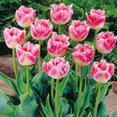 Tulpan ’Fancy Frills’