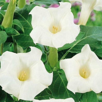 Indian Datura