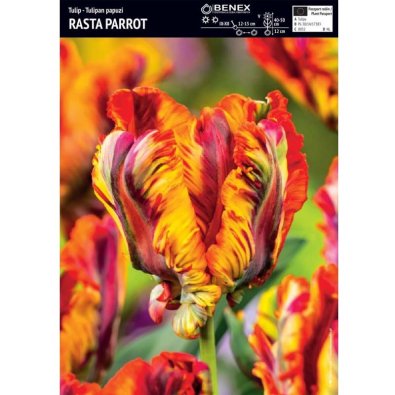 Tulpan ’Rasta Parrot’