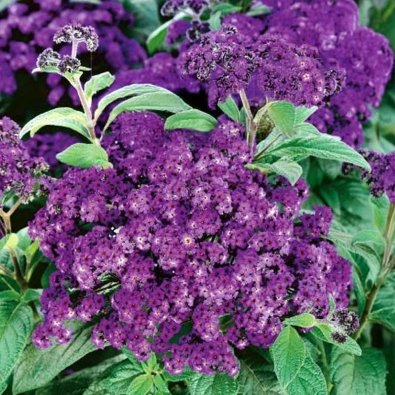 Heliotrope 'Marine'