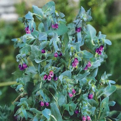 Waxflower 'Purpurascens'