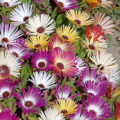 Livingstone Daisy 'Daisy Pastel'