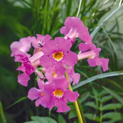 Chinese Trumpet Vine