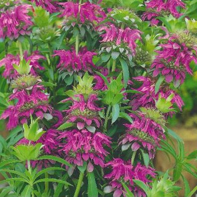 Bee Balm purple