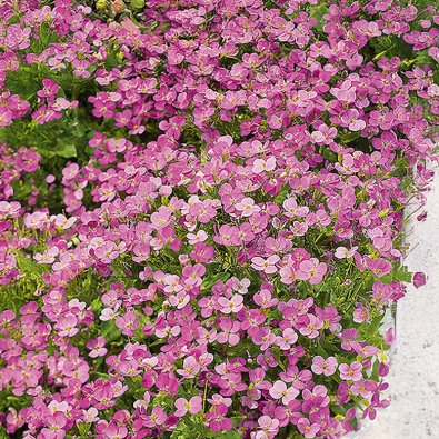 Alpine Rockcress 'Rosea'