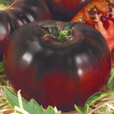Tomato 'Black prince'