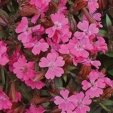 Summer Catchfly 'Sibella Carmine'