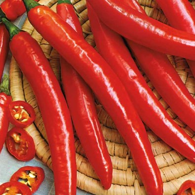 Chili Pepper 'Ardito' F1