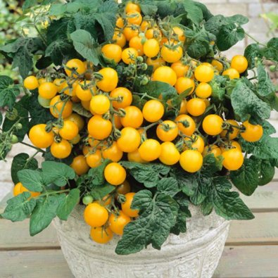 Tomato 'Minigold'