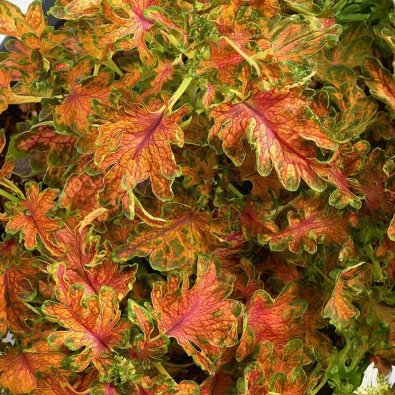 Coleus 'Colocha Scarlet'