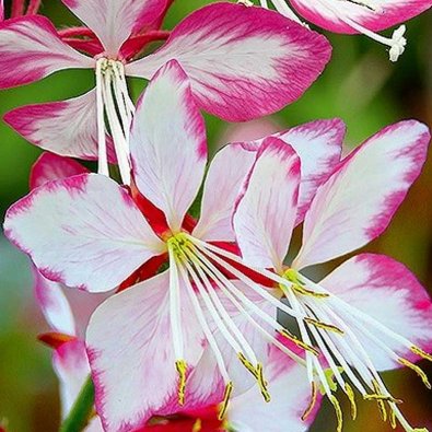 Gaura