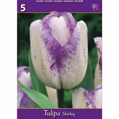 Tulpan ’Shirley’