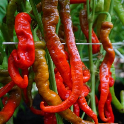 Chili Pepper 'Lombardo'