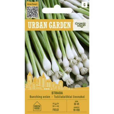 Winter Onion ’Strada’