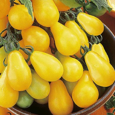 Pear Tomato 'Yellow pearshaped'