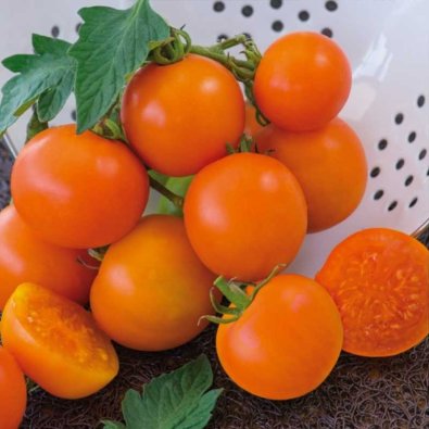 Tomato 'Oranže'