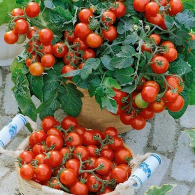 Bush Tomato 'Vilma'
