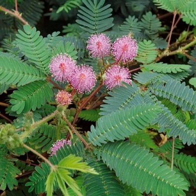 Sensitive Plant