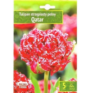 Tulpan ’Qatar’
