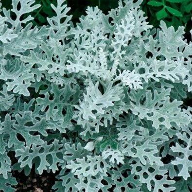 Dusty Miller 'Candicans'