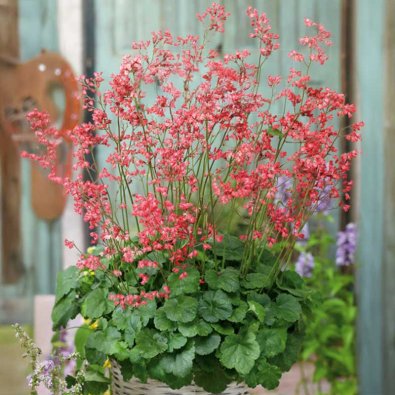 Coral Bells 'Firefly'