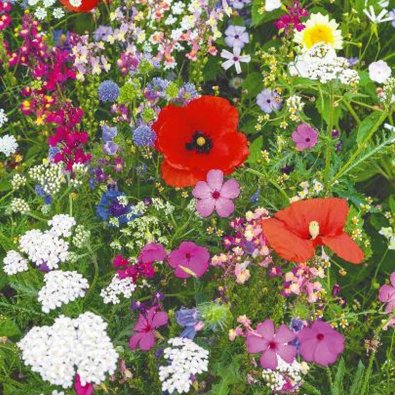 Flower Mix 'Wild Flowers'