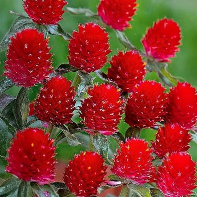 Red Globe Amaranth 'Strawberry Fields'