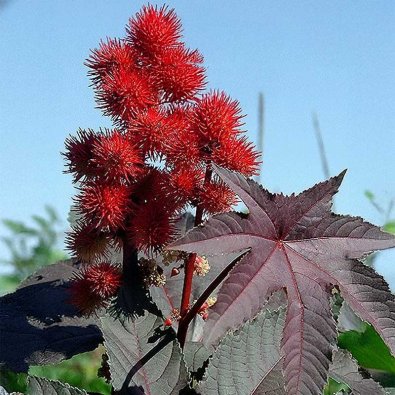Castor Bean 'Carmencita Bright Red'