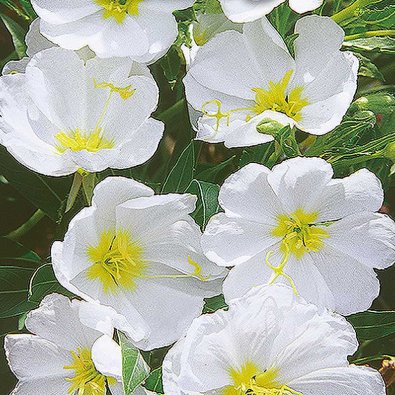 Evening Primrose white