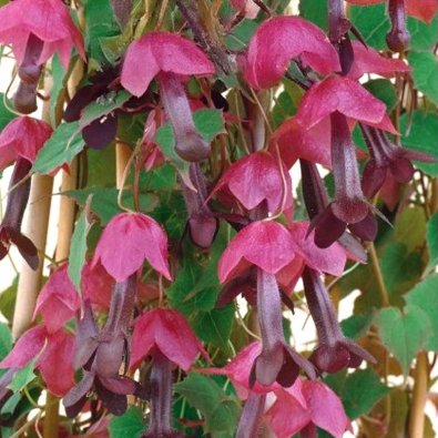 Black-eyed Susan Vine