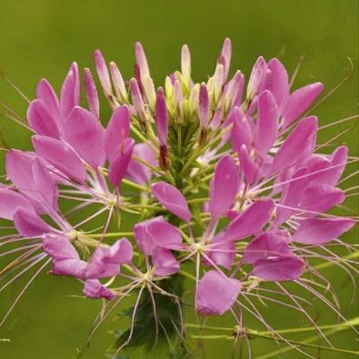 Cleome 'Rose queen'