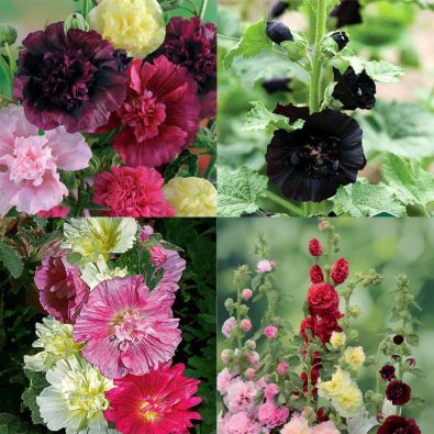 4 hollyhocks