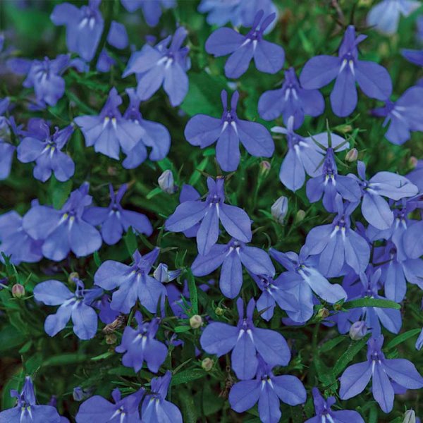 Lobelia 'Emperor William'