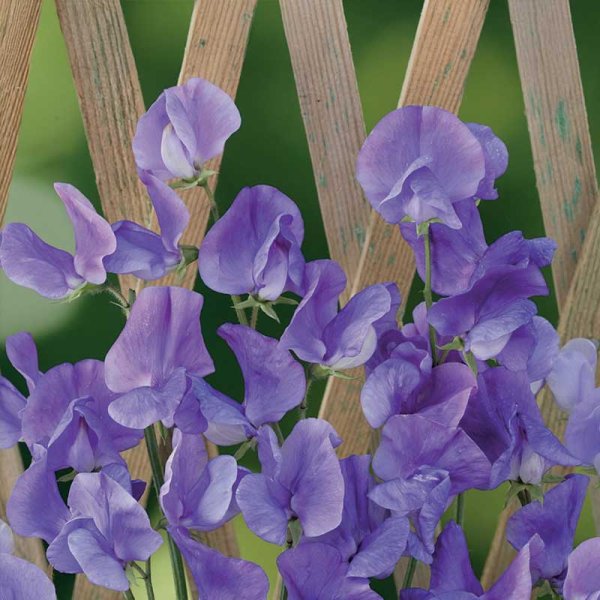 Sweet Pea 'Royal Blue'
