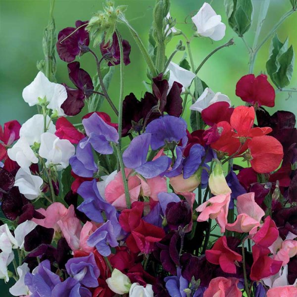 Sweet Pea 'Royal Mix'