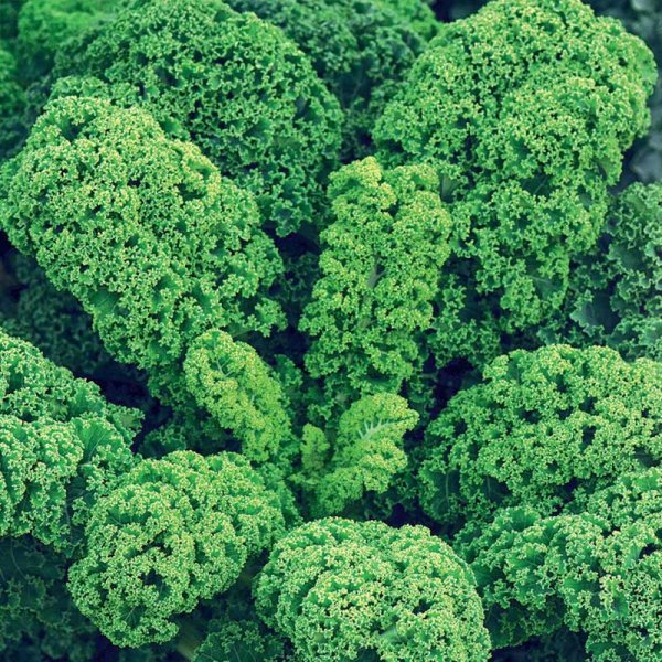 Kale 'Half Tall'