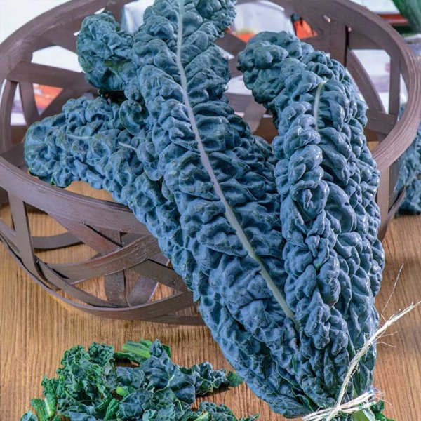 Black Kale 'Black Magic'