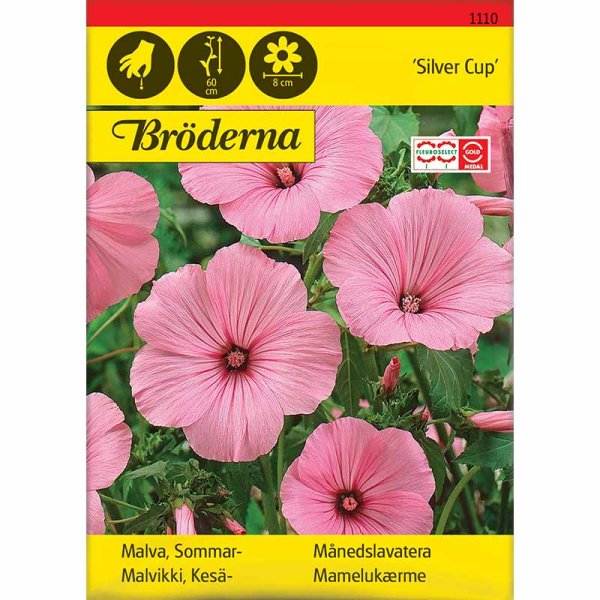 Annual Mallow 'Silver Cup'