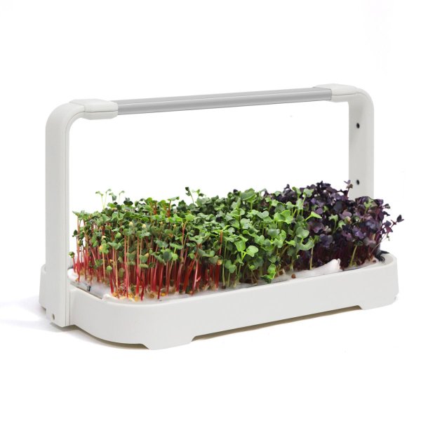 Zoom image of Urban Root Grove White