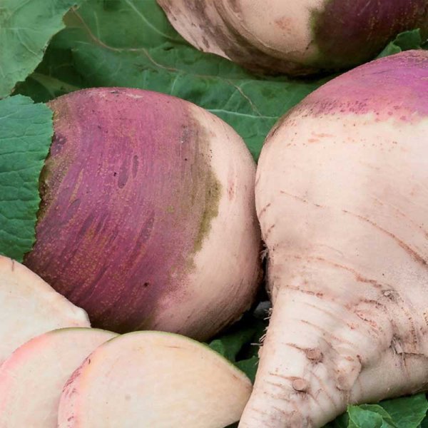 Rutabaga 'Champion Purple Top'