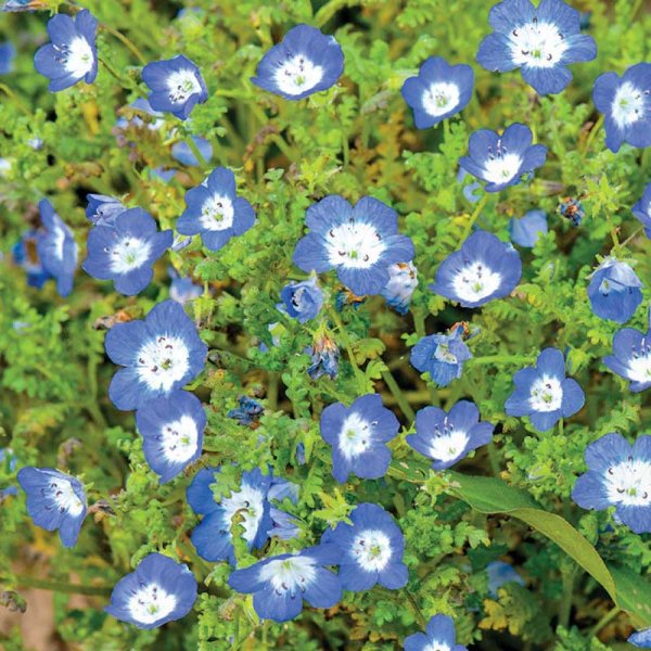 Prince Gustav’s Eye