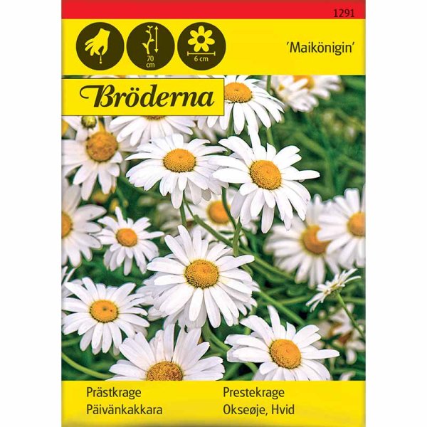 Oxeye Daisy 'Maikönigin'