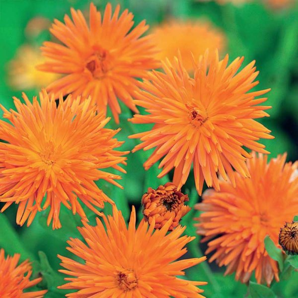 Pot Marigold 'Radio'