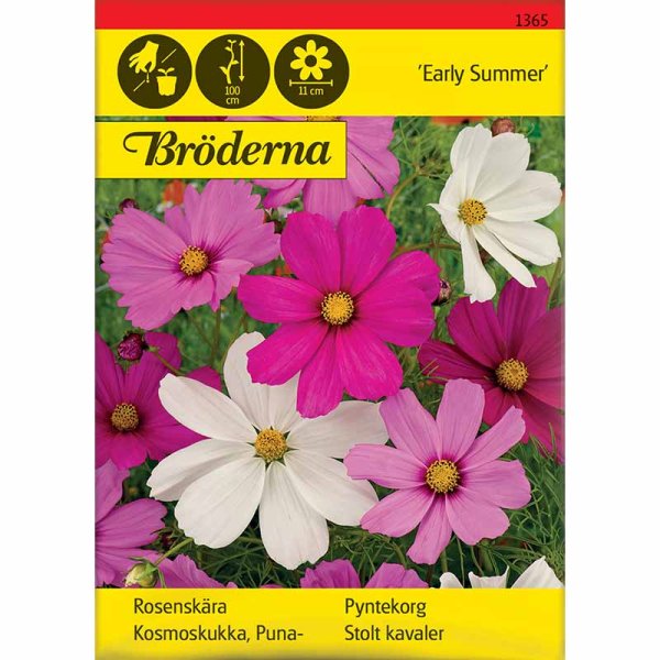 Cosmos 'Early Summer'